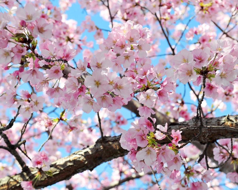 Cherry Blossom Season ; Northern Areas of Pakistan Flourish with Multi-Colors in Spring