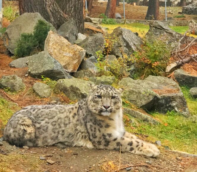Snow-leopard-in-Naltar-Valley