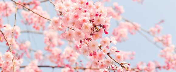 Hunza, Minapin & Nagar Valley Cherry Blossom 7 Days 6 Nights Tour